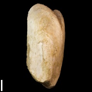 Modiolus  sp.