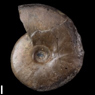 Anadesmoceras  vladimirovi