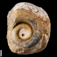 Euomphalus  sp.