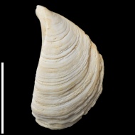 Dreissena  rostriformis pontocaspica