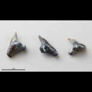Physodon  sp.