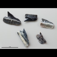 Echinorhinus  sp.