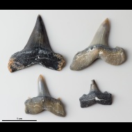 Macrorhizodus  sp.
