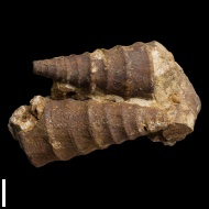 Nerinea  astrachanica