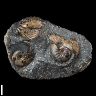 Craspedodiscus  sp.