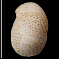 Theodoxus  pallasi