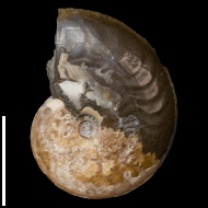Aconeceras  sp.