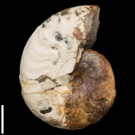 Aconeceras  sp.