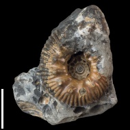 Simbirskites  sp.