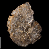 Neochetoceras  sp.