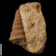 Nerinea  astrachanica