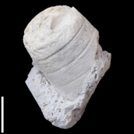 Pseudorthoceras  sp.