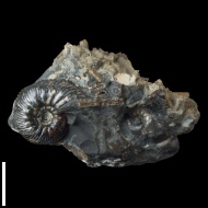 Craspedodiscus  sp.