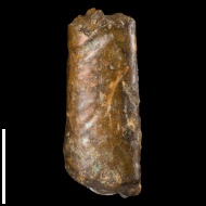 Baculites  sp.