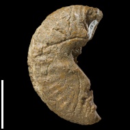 Scaphites  sp.