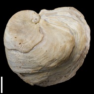 Exogyra  sp.