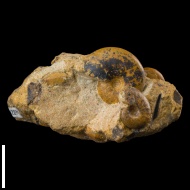 Puzosia cf. 