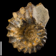 Leymeriella cf. 