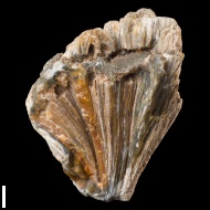 Chaetetes  sp.