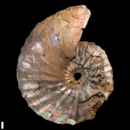 Arcthoplites  bogoslowskyi