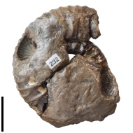 Prorasenia  bowerbanki