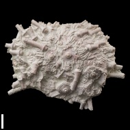 Archaeocidaris  rossica