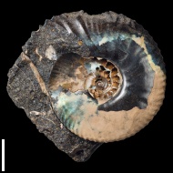 Craspedites  sp.