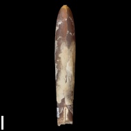 Belemnitella  sp.