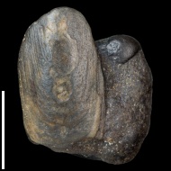 Lingula  sp.