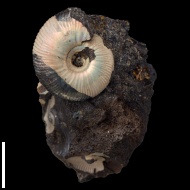 Craspedites  sp.