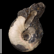 Craspedites  sp.
