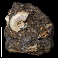 Craspedites  sp.