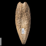 Pholadomya  sp.