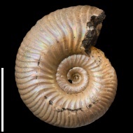 Eboraciceras  sp.