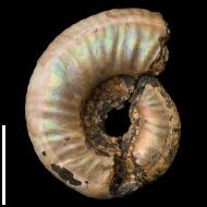 Grossouvria  sp.