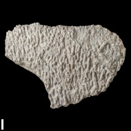 Syringopora  sp.