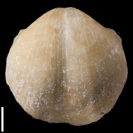 Choristites  sp.