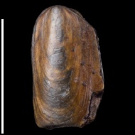 Lingula  sp.