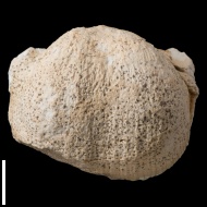 Chaoiella  sp.