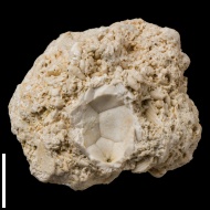 Ulocrinus cf. 