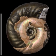 Alligaticeras  sp.