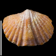 Spirifer  sp.