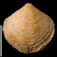 Cleiothyridina  sp.