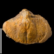 Cleiothyridina  sp.