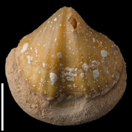 Spirifer  sp.