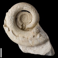 Omphalotrochus  sp.