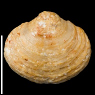 Cleiothyridina  sp.