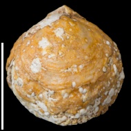 Cleiothyridina  sp.