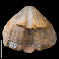 Spirifer  sp.