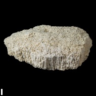 Syringopora  sp.